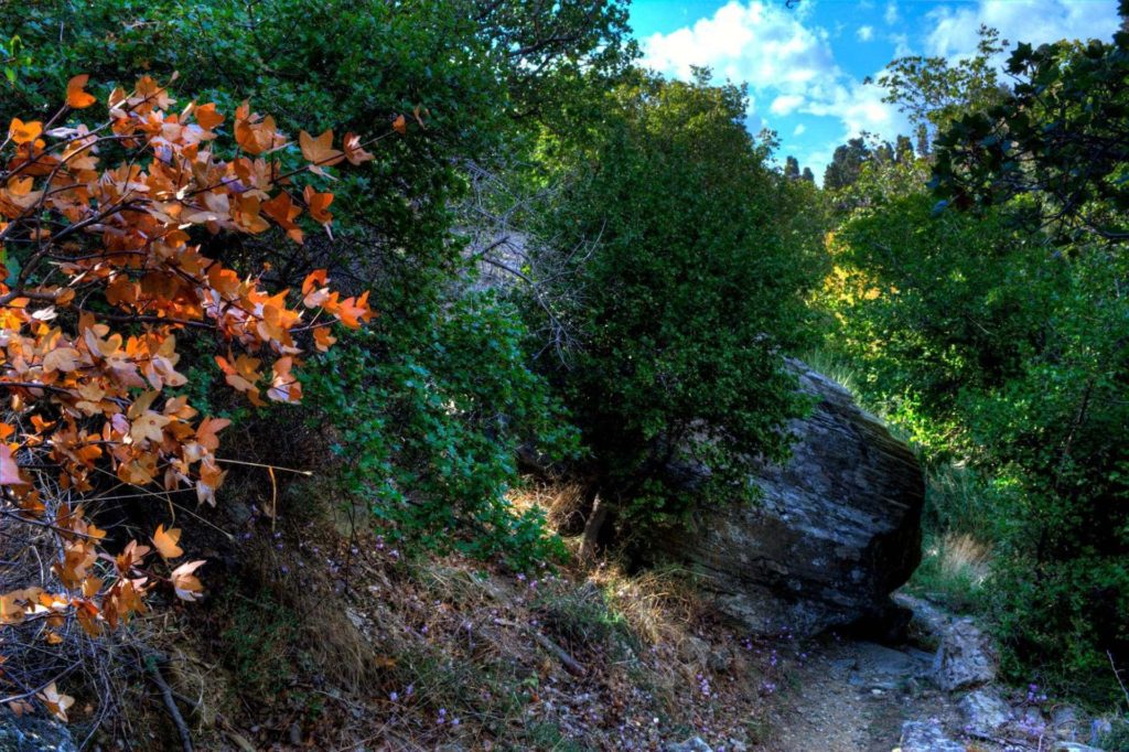 On they way to Paleopolis - Andros Island