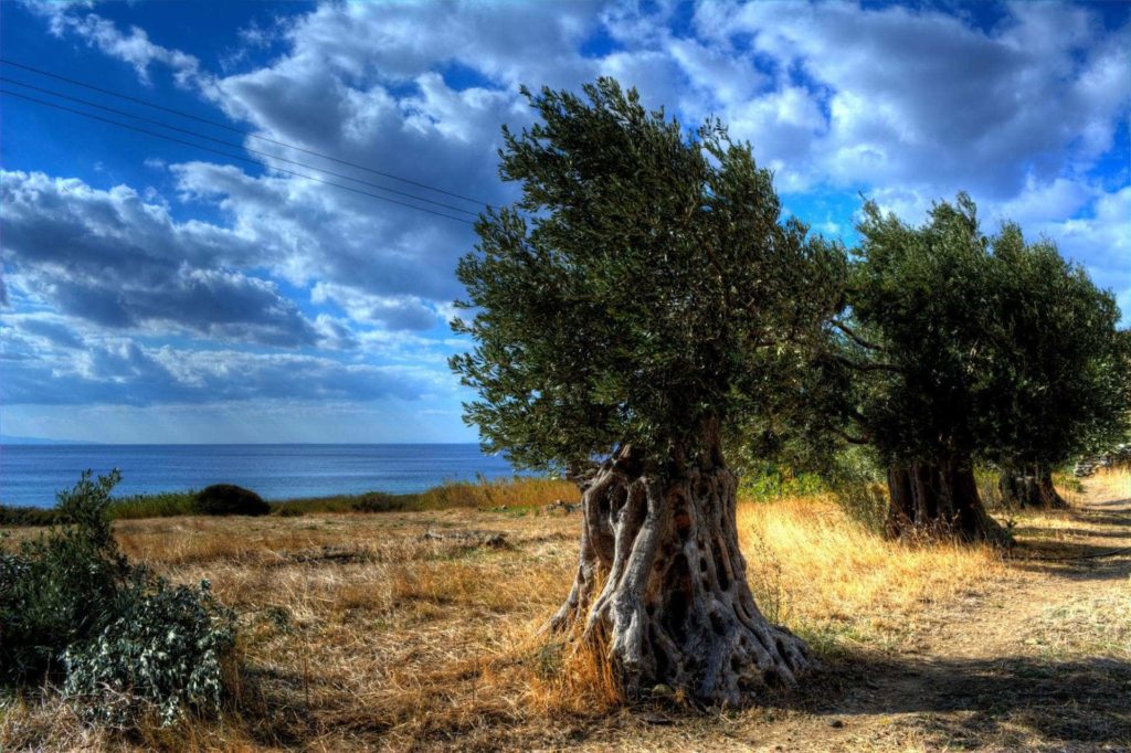 Ancient Olive Tree in Paleopolis - Andros Island