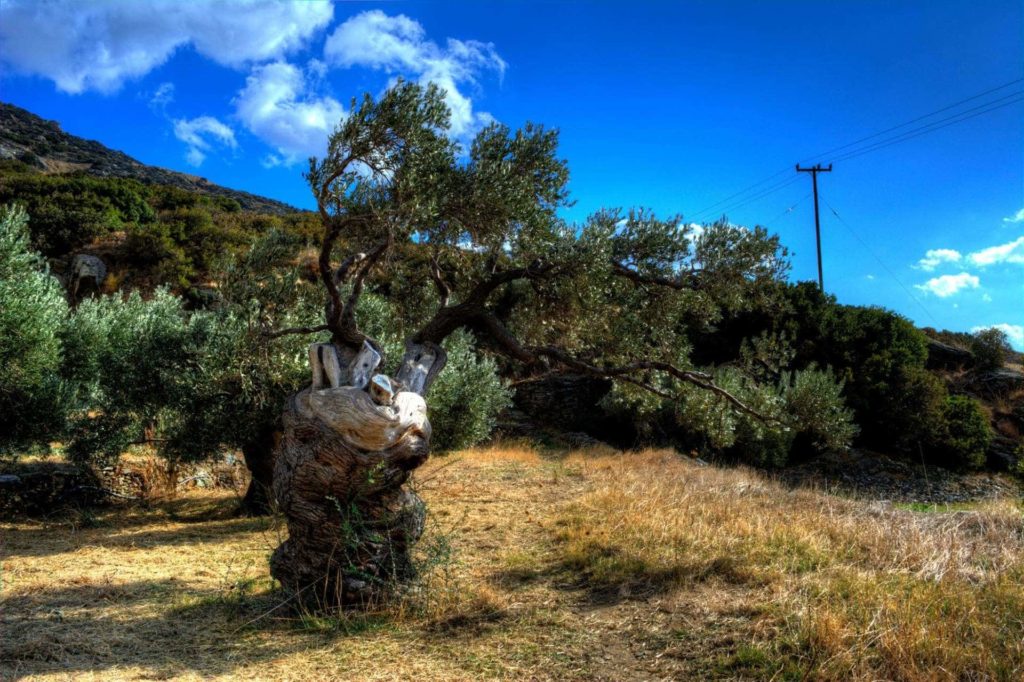 Ancient Olive Tree in Paleopolis - Andros Island