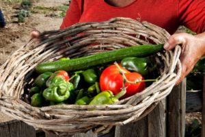 Fresh and Organic vegetables are produced in Mykonos Island
