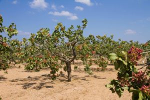 Pistachio Trees - Aegina's main traditional product