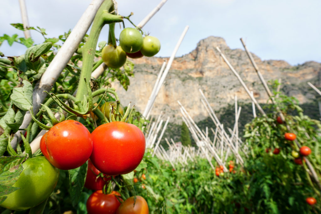 Tomato fields with a the famous rock of Leonidio in the back